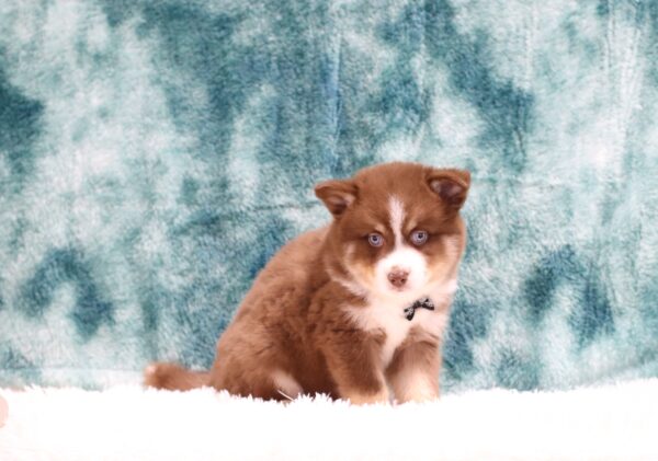 5882c-Conner-Pomsky-Puppy-The-Puppy-Lodge-scaled.jpg