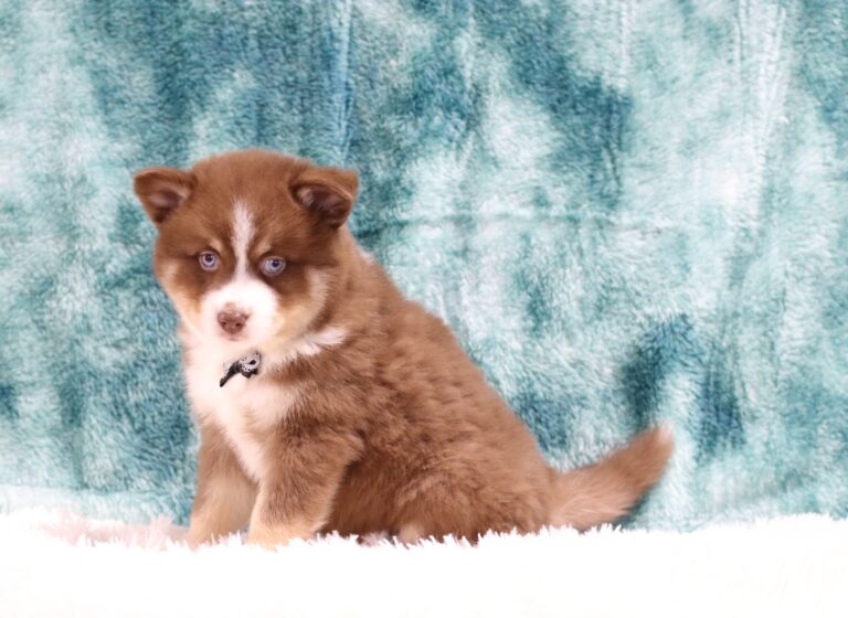 5882cc-Conner-Pomsky-Puppy-The-Puppy-Lodge-scaled.jpg