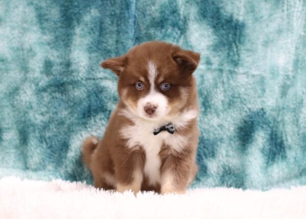 5882ccc-Conner-Pomsky-Puppy-The-Puppy-Lodge-scaled.jpg