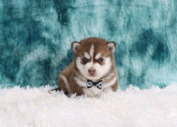 5883b-Clayton-Pomsky-Puppy-The-Puppy-Lodge-scaled.jpg