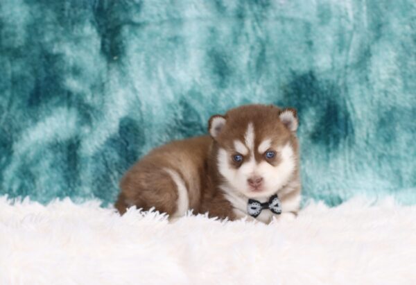 5883bb-Clayton-Pomsky-Puppy-The-Puppy-Lodge-scaled.jpg