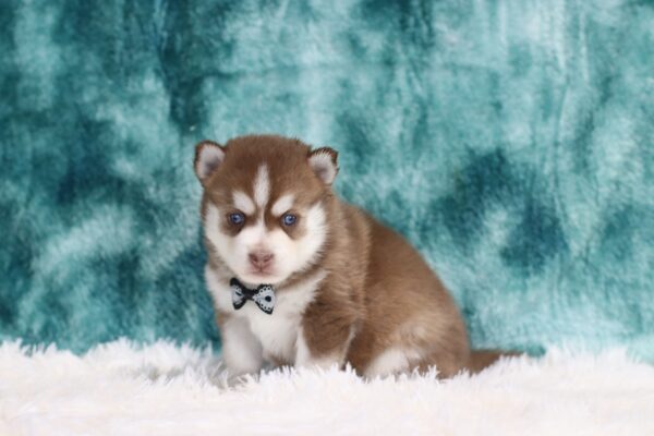 5883bbb Clayton Pomsky Puppy-The Puppy Lodge.JPG