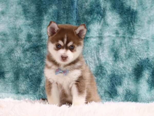 5883cc-Clayton-Pomsky-Puppy-The-Puppy-Lodge-scaled.jpg