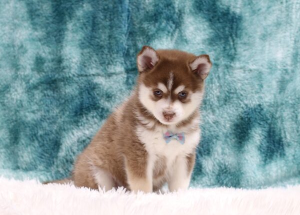 5883ccc Clayton Pomsky Puppy-The Puppy Lodge.JPG