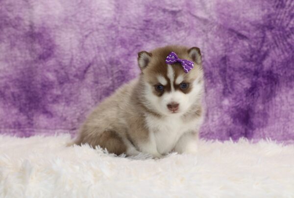 5884b-Crystal-Pomsky-Puppy-The-Puppy-Lodge-scaled.jpg