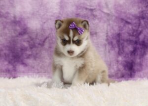 5884bb-Crystal-Pomsky-Puppy-The-Puppy-Lodge-scaled.jpg