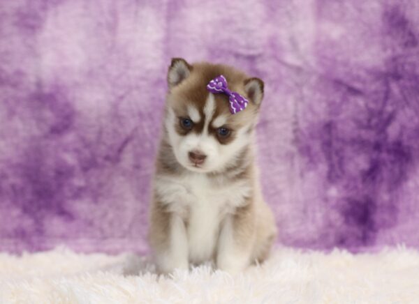 5884bbb Crystal Pomsky Puppy-The Puppy Lodge.JPG