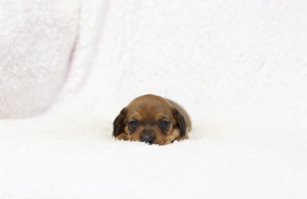 8632aa Greg- Dachshund puppy-The Puppy Lodge