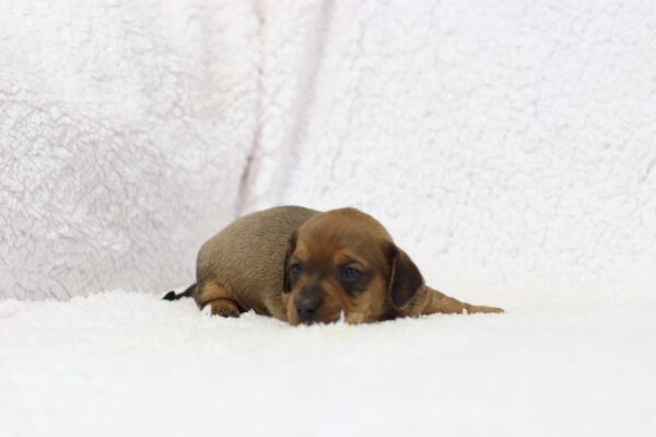 8632a Greg- Dachshund puppy-The Puppy Lodge