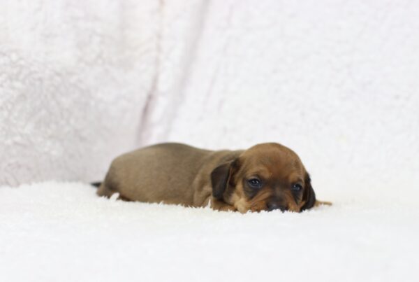 8632 Greg- Dachshund puppy-The Puppy Lodge