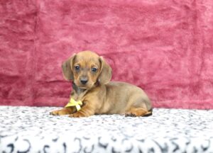 8632b-Greg-Dachshund-puppy-The-Puppy-Lodge-scaled.jpg