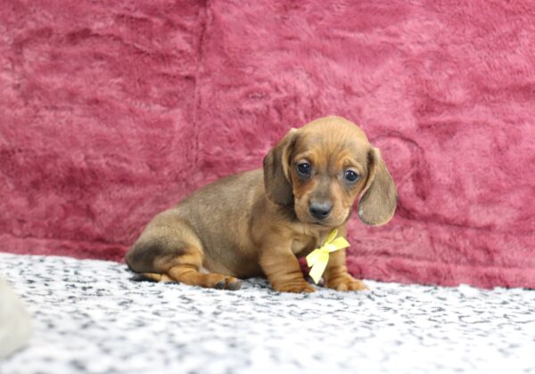 8632bb-Greg-Dachshund-puppy-The-Puppy-Lodge-scaled.jpg