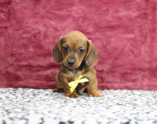 8632bbb-Greg-Dachshund-puppy-The-Puppy-Lodge-scaled.jpg