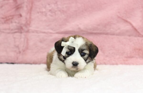 8634bb-Sylvia-Teddy-Bear-puppy-The-Puppy-Lodge-scaled.jpg