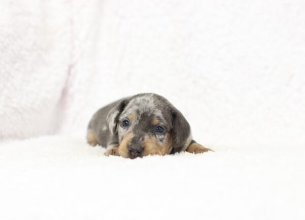 8819a-Galen-Dachshund-puppy-The-Puppy-Lodge-scaled.jpg