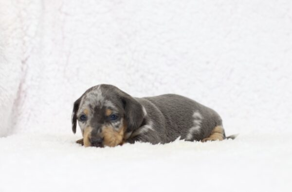 8819aa-Galen-Dachshund-puppy-The-Puppy-Lodge-scaled.jpg