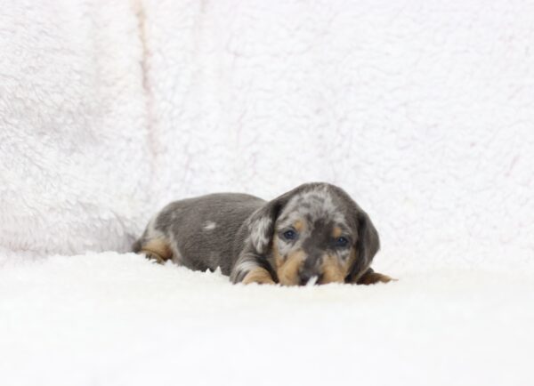 8819aaa Galen Dachshund puppy-The Puppy Lodge.JPG