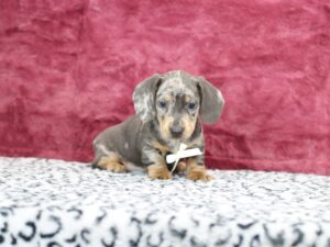 8819bb-Galen-Dachshund-puppy-The-Puppy-Lodge-scaled.jpg