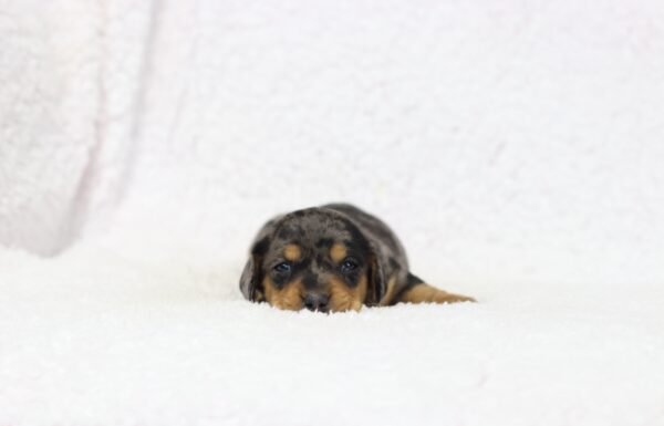 8826a-Preston-Dachshund-puppy-The-Puppy-Lodge-1-scaled.jpg