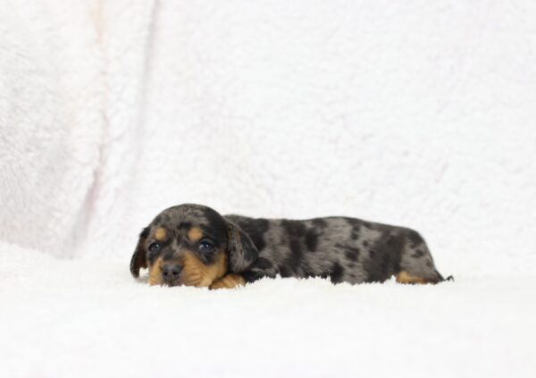 8826aa-Preston-Dachshund-puppy-The-Puppy-Lodge-scaled.jpg