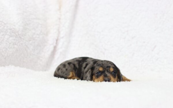 8826aaa-Preston-Dachshund-puppy-The-Puppy-Lodge-scaled.jpg