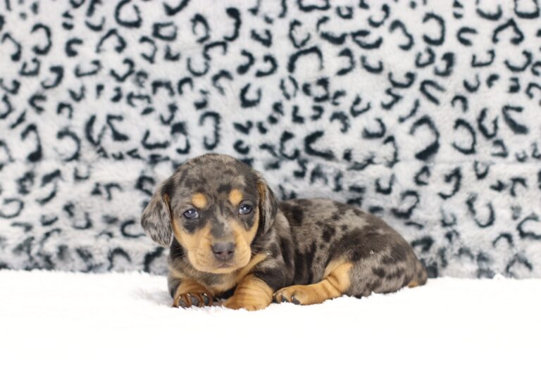 8826ccc-Preston-Dachshund-puppy-The-Puppy-Lodge-scaled.jpg