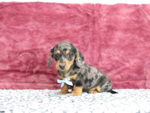 8826dd-Preston-Dachshund-puppy-The-Puppy-Lodge-scaled.jpg