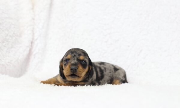 8827a-Porter-Dachshund-puppy-The-Puppy-Lodge-scaled.jpg