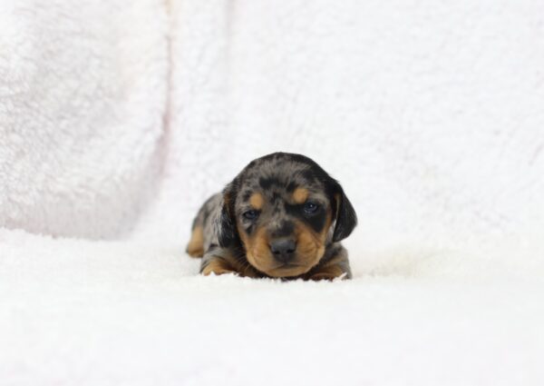 8827aa-Porter-Dachshund-puppy-The-Puppy-Lodge-scaled.jpg