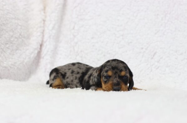 8827aaa-Porter-Dachshund-puppy-The-Puppy-Lodge-scaled.jpg