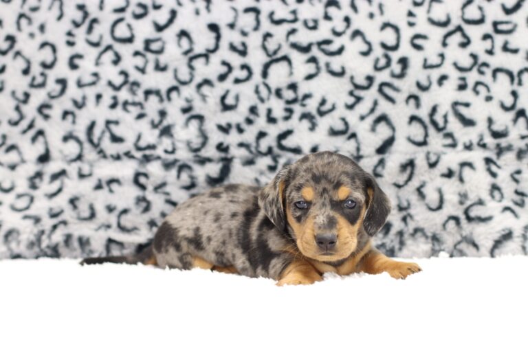 8827c-Porter-Dachshund-puppy-The-Puppy-Lodge-scaled.jpg