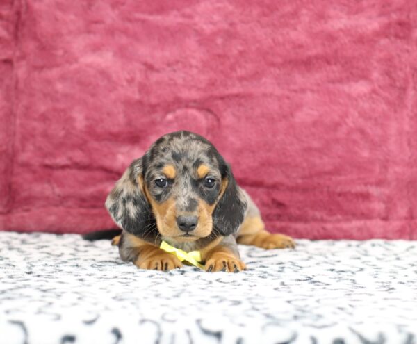 8827d-Porter-Dachshund-puppy-The-Puppy-Lodge-scaled.jpg