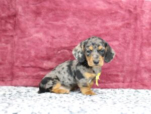 8827dd-Porter-Dachshund-puppy-The-Puppy-Lodge-scaled.jpg