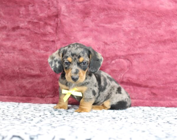 8827ddd Porter-Dachshund puppy-The Puppy Lodge.JPG