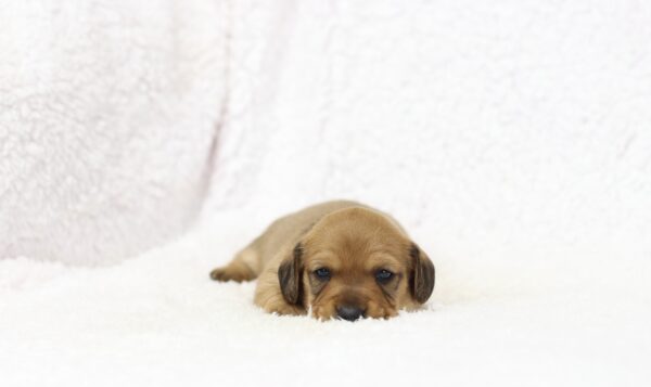 8829b-Glenda-Dachshund-Puppy-The-Puppy-Lodge-scaled.jpg