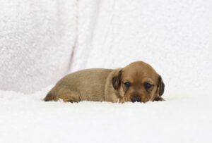 8829bb-Glenda-Dachshund-Puppy-The-Puppy-Lodge-scaled.jpg