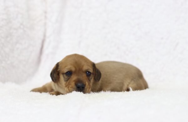 8829bbb Glenda-Dachshund Puppy -The Puppy Lodge.JPG