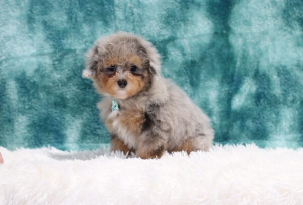 8840b-Grant-Mini-Poodle-The-Puppy-Lodge-scaled.jpg