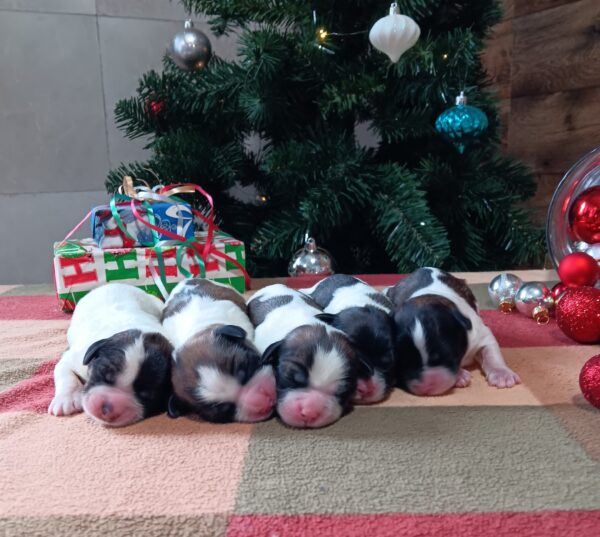 Bailey's litter