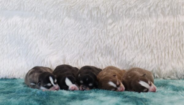 Raines-pomsky-puppies