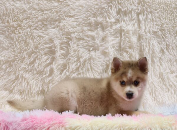 5596c-Zeke-pomsky-puppy-The-Puppy-Lodge-scaled.jpg