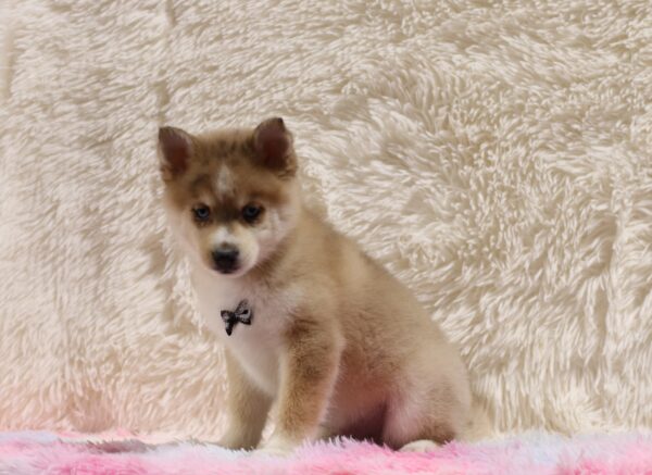 5596cc-Zeke-pomsky-puppy-The-Puppy-Lodge-scaled.jpg