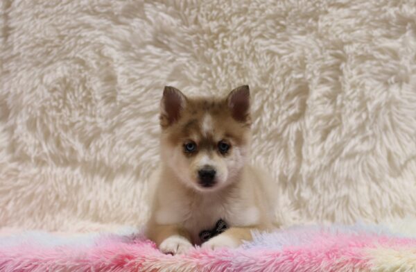5596ccc Zeke pomsky puppy-The Puppy Lodge.JPG