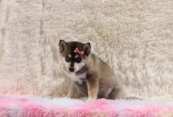 5597c-Zoey-pomsky-puppy-The-Puppy-Lodge-scaled.jpg