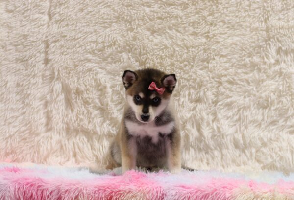 5597cc-Zoey-pomsky-puppy-The-Puppy-Lodge-scaled.jpg