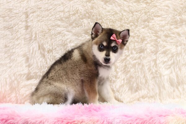 5597ccc Zoey pomsky puppy-The Puppy Lodge.JPG