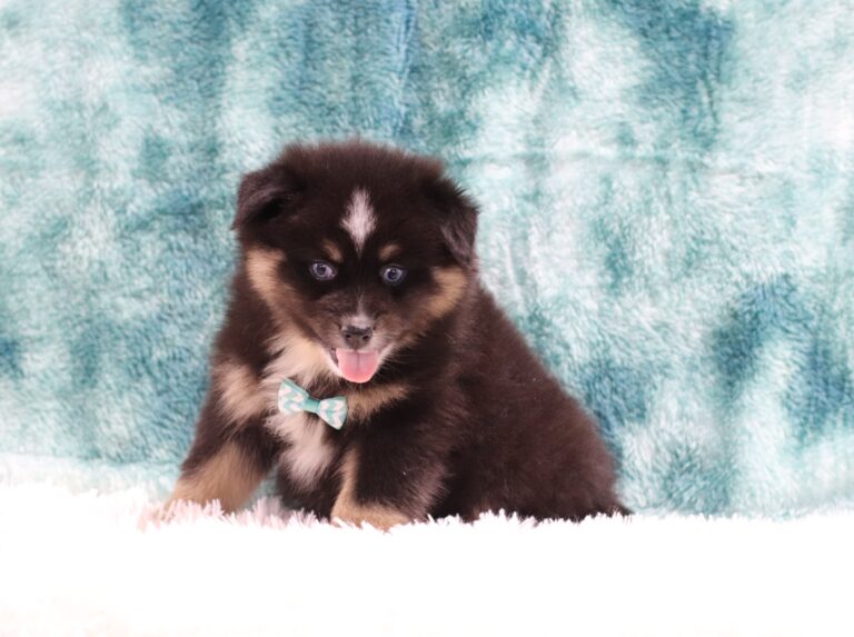 5600c-Jaylon-pomsky-puppy-The-Puppy-Lodge-scaled.jpg