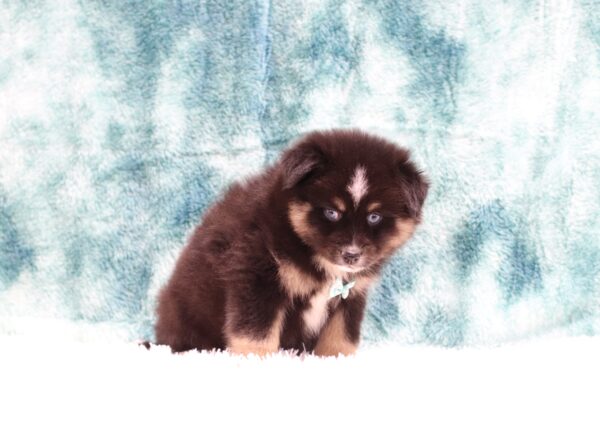 5600cc-Jaylon-pomsky-puppy-The-Puppy-Lodge-scaled.jpg