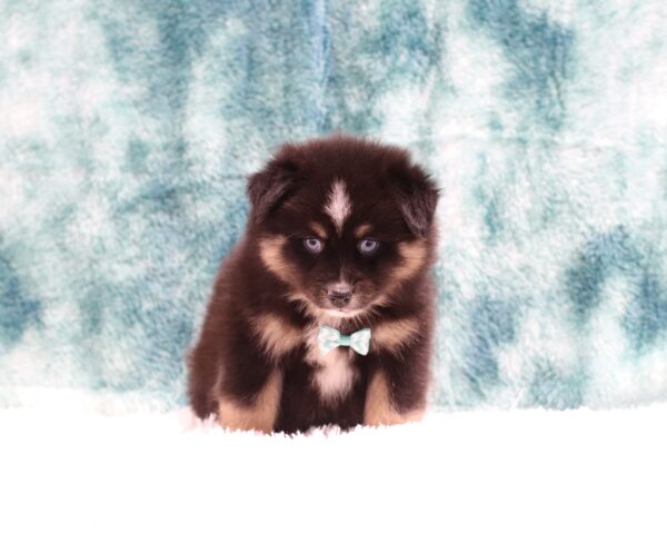 5600ccc Jaylon pomsky puppy The Puppy Lodge.JPG