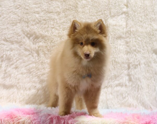 5611cc-Shawn-pomsky-puppy-The-Puppy-Lodge-scaled.jpg